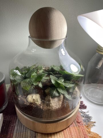 Cách Trồng Cây Fittonia: Hướng Dẫn Chi Tiết Và Chuyên Sâu Cho Người Yêu Cây