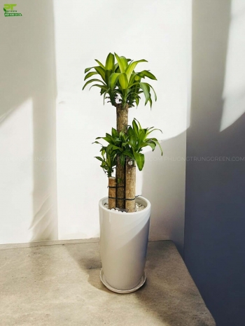 Cách Chăm Sóc Cây Phát Tài Khúc Đơn Giản Cho Người Mới Bắt Đầu