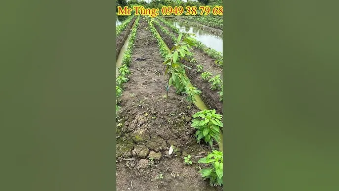 Sơ đồ bố trí khoảng cách trồng cây ớt trên luống đôi