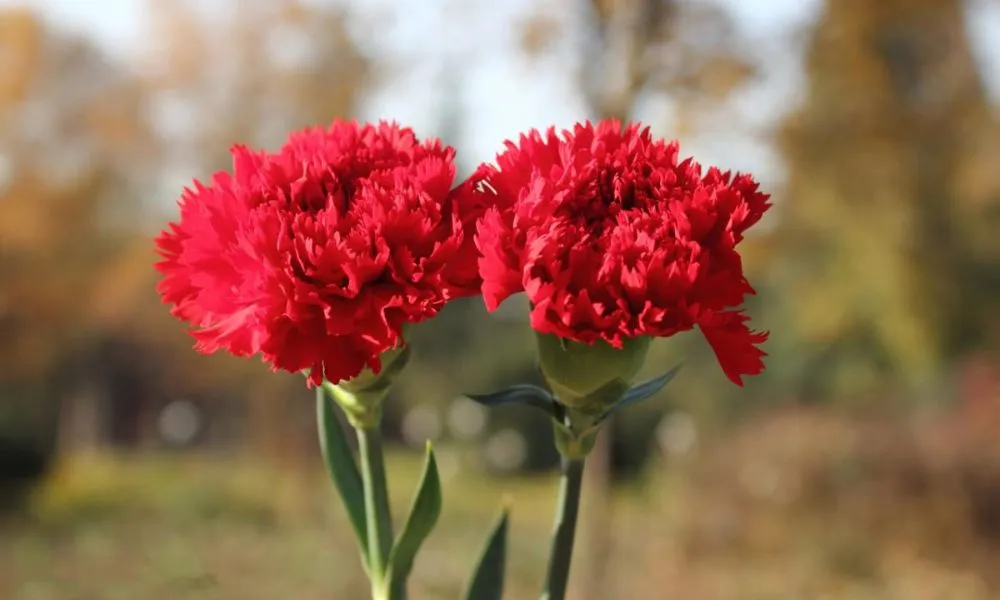 Sơ đồ giải phẫu hoa cẩm chướng và các bộ phận chính của cây