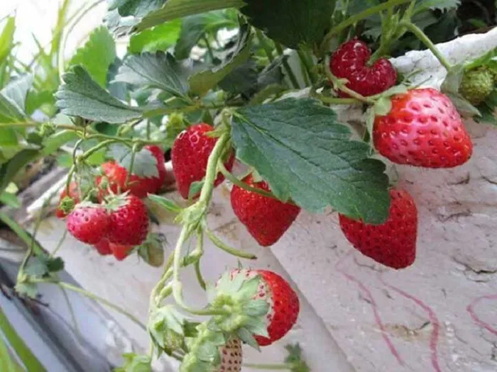 Sơ đồ minh họa các thành phần cần thiết trong cách làm đất để trồng cây, tập trung vào cấu trúc và sự cân bằng