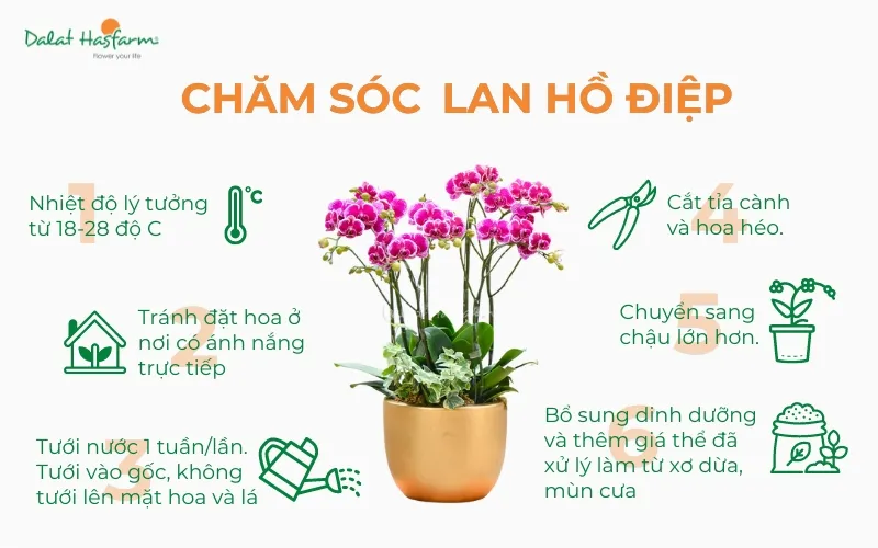Sơ đồ tóm tắt quy trình chăm sóc Lan Hồ Điệp chậu