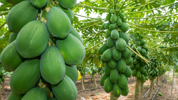 Cách Chăm Sóc Cây Đu Đủ Hiệu Quả Từ A Đến Z