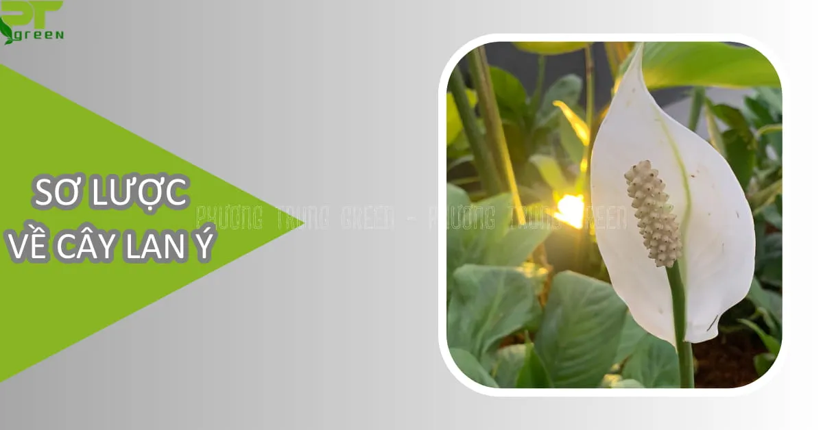Sơ lược về cây Lan Ý, mô tả cây Lan Ý có lá xanh và hoa trắng muốt vươn cao, đặt trong chậu trong nhà