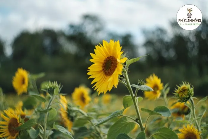 So sánh cách trồng hoa hướng dương bằng hạt và cách trồng hoa hướng dương bằng cành
