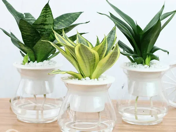 So sánh cây lưỡi mèo trồng đất và trồng thủy sinh, các loại cây cảnh dễ chăm sóc