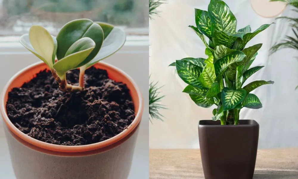 So sánh hai loại cây Trường Sinh phổ biến: lá tròn và lá dài