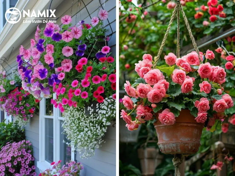 So sánh hoa ngọc thảo đơn và ngọc thảo kép, các kỹ thuật chăm sóc cây ngọc thảo