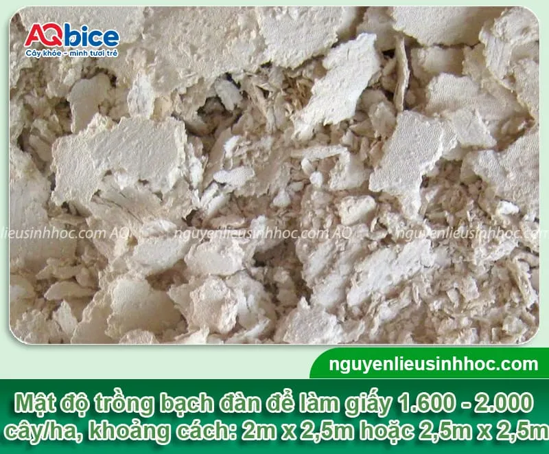 So sánh khoảng cách trồng cây bạch đàn dày đặc cho sản xuất giấy và gỗ dăm