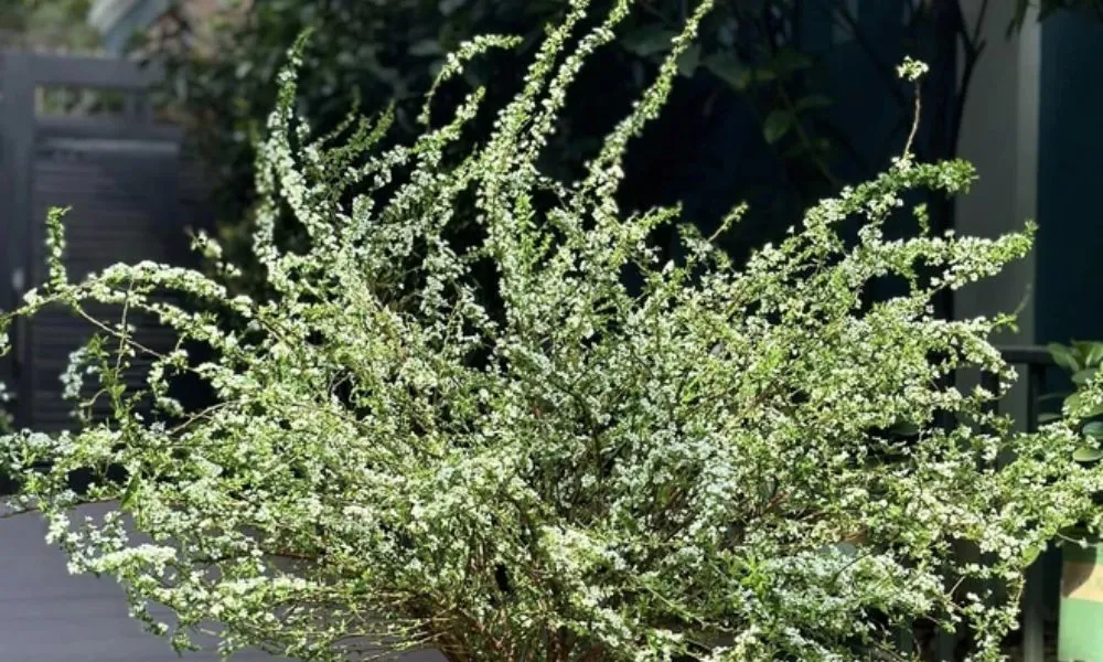 So sánh sự khác biệt giữa tuyết mai vườn và tuyết mai rừng trong kỹ thuật trồng và chăm sóc