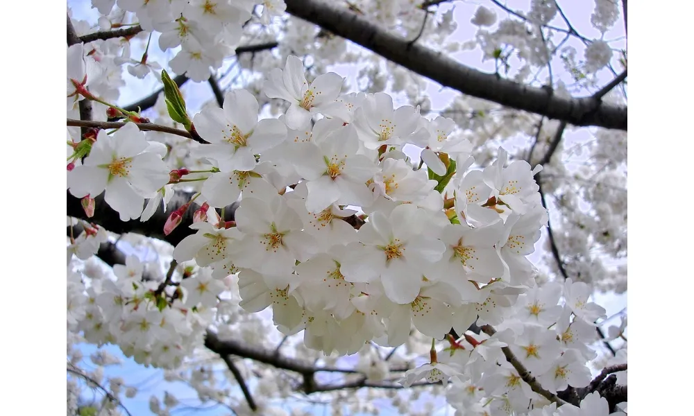 Somei Yoshino là loài cây hoa anh đào phổ biến ở Nhật