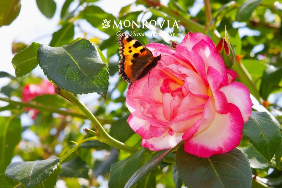 Sự cẩn thận trong lựa chọn bao giờ cũng tốt hơn