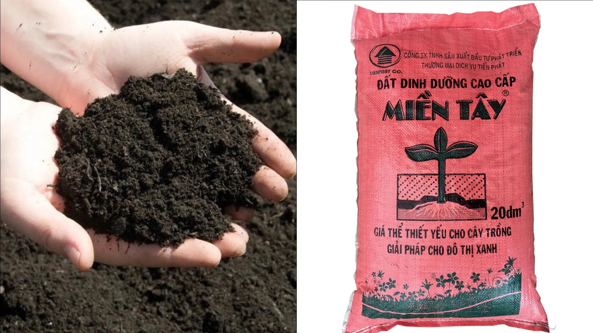 Sự chuẩn bị đất trồng và chậu cho cây hoa trinh nữ bonsai để đảm bảo thoát nước tốt