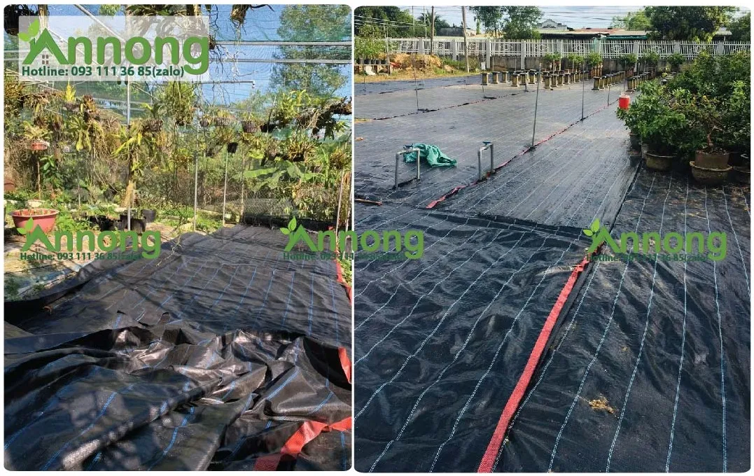 Sử dụng bạt phủ chống cỏ nông nghiệp là một biện pháp vật lý hiệu quả giúp kiểm soát cỏ dại khi trồng khoai lang