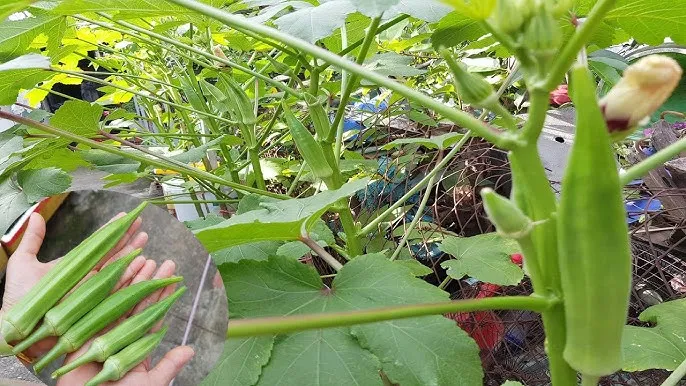 Sử dụng cây đậu săng để cải tạo đất và trồng xen canh trong mô hình nông nghiệp bền vững