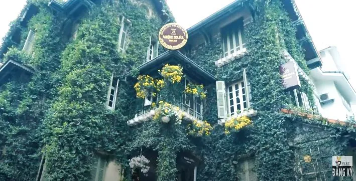 Sử dụng cây thằn lằn bám tường để tạo cảnh quan xanh mát cho ngôi nhà