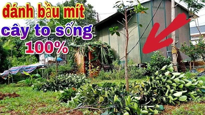 Sử dụng chất kích rễ hòa tan nhẹ để hỗ trợ cây phục hồi sau di chuyển