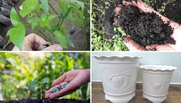 Sử dụng chậu hoặc thùng xốp để trồng cây lá cẩm tại nhà
