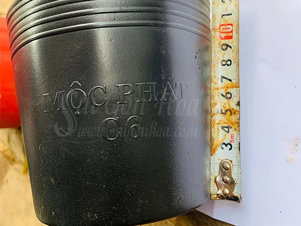 Sử dụng chậu trồng có kích thước phù hợp để ương cây gòn giống.