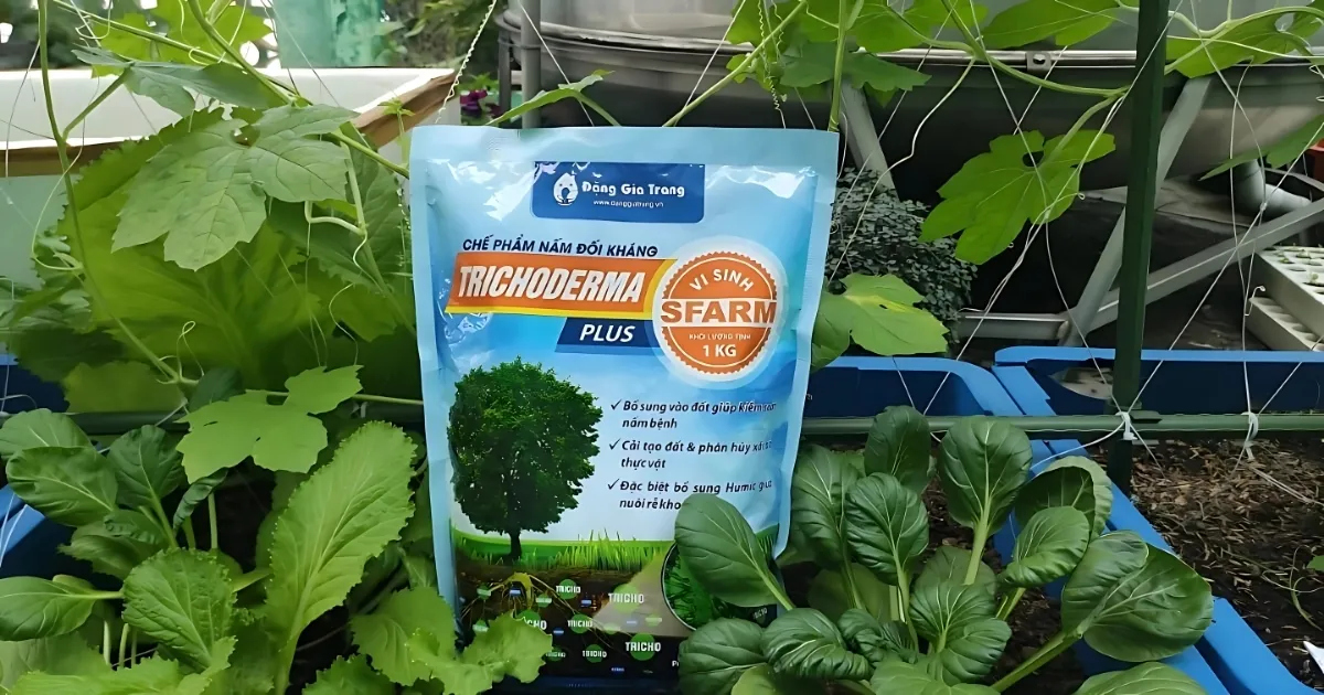Sử dụng chế phẩm Trichoderma để bổ sung vi sinh vật có lợi cho đất trồng cây ăn quả