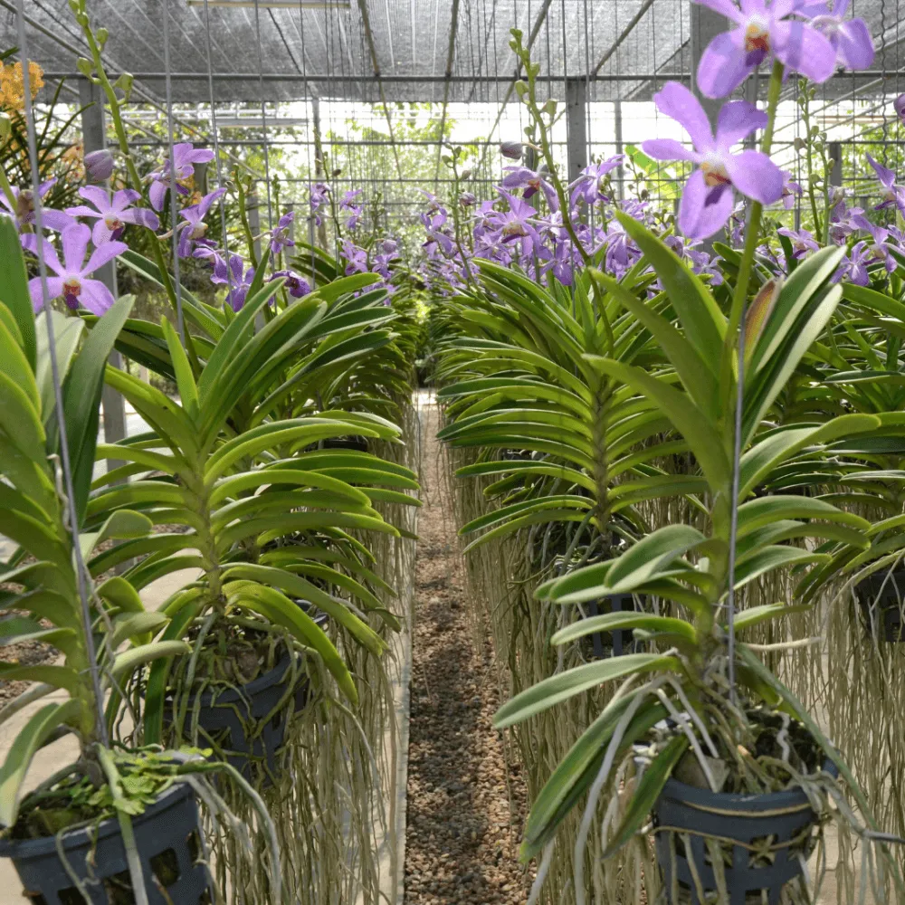 Sử dụng chổi lông mềm để vệ sinh định kỳ, đảm bảo không làm tổn thương cấu trúc mỏng manh của hoa khô