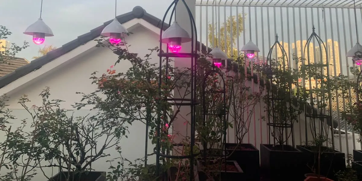 Sử dụng đèn LED bổ sung ánh sáng khi trồng hoa hồng tỉ muội trong điều kiện thiếu nắng