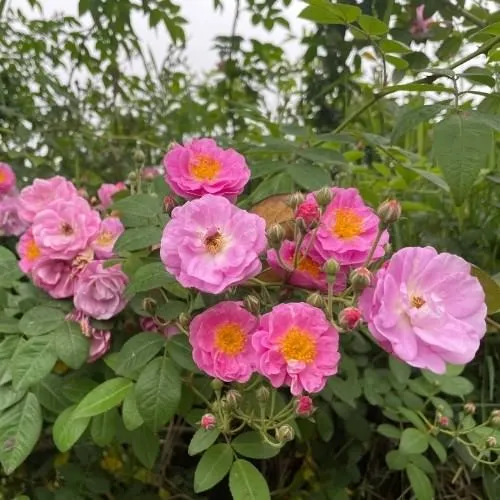 Sử dụng giàn leo, hàng rào vững chắc là yếu tố quan trọng trong cách chăm sóc cây tầm xuân cảnh quan