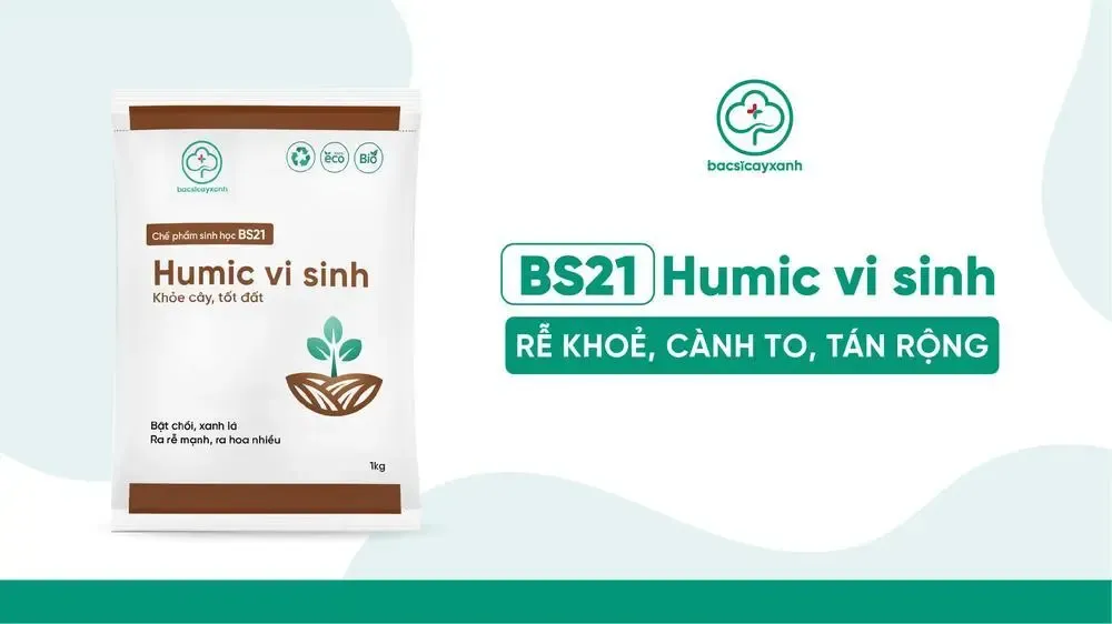 Sử dụng Humic hữu cơ BS21 giúp cải tạo đất và kích thích bộ rễ cây ổi mới trồng phát triển khỏe mạnh