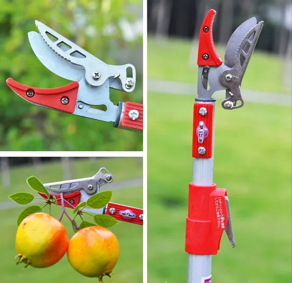 Sử dụng kéo sắc để cắt cuống thu hoạch quả lựu trong chậu