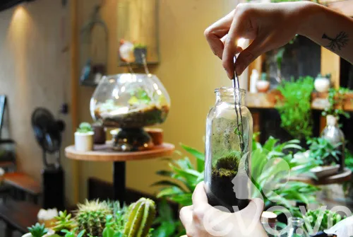 Sử dụng kẹp dài và đũa để nhẹ nhàng trồng cây cảnh mini vào lọ Terrarium