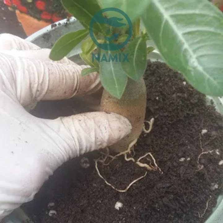 Sử dụng kỹ thuật trồng hoa sứ thái đúng cách, đặt củ rễ cân đối trong chậu