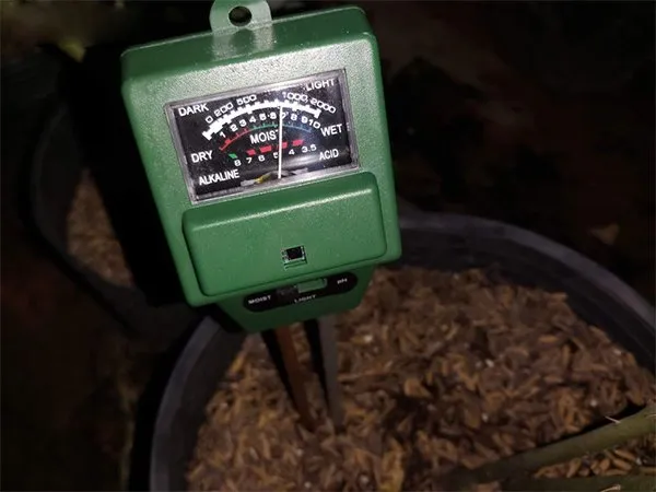 sử dụng máy đo độ ẩm để kiểm soát nước trong giá thể hoa hồng mùa hè