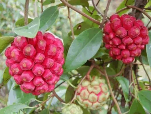 Sử dụng máy sấy để chế biến trái na rừng thành lát khô