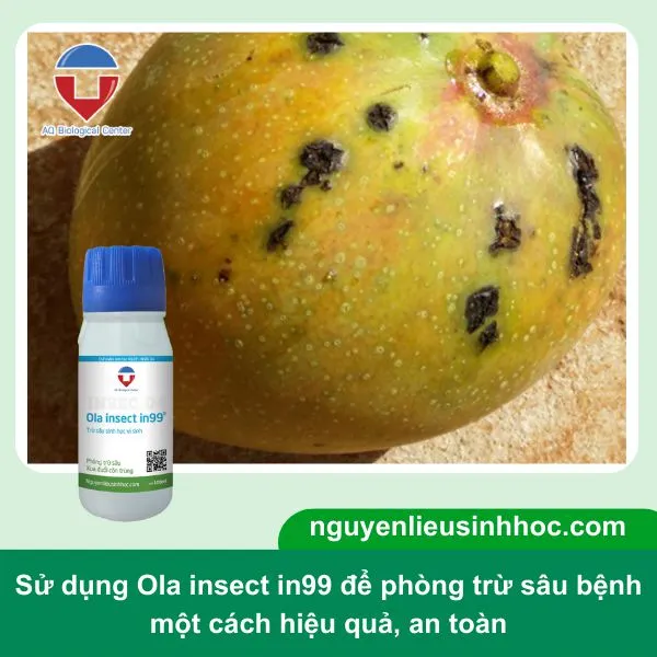 Sử dụng Ola insect in99 để phòng trừ các loại sâu gây hại cây xoài