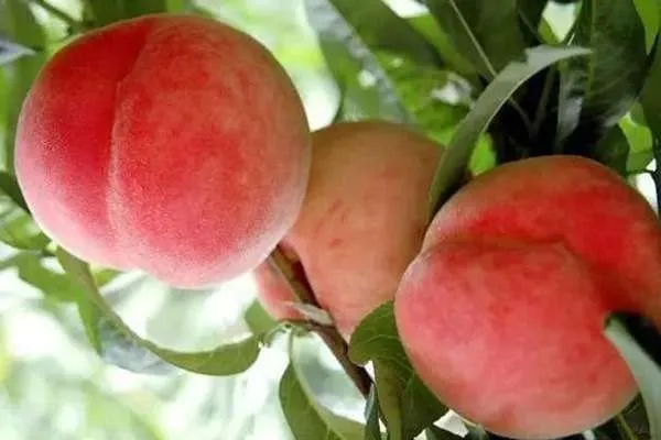 Sử dụng phân bón hữu cơ NPK cho cây đào tiên