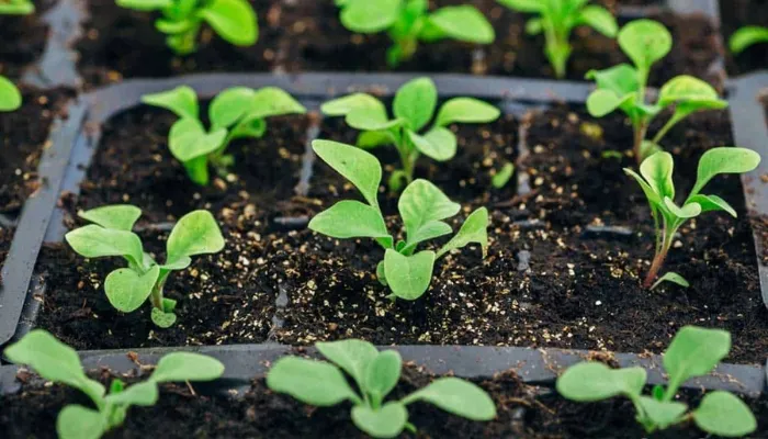 Sử dụng phân bón NPK cho hoa dạ thảo theo chu kỳ