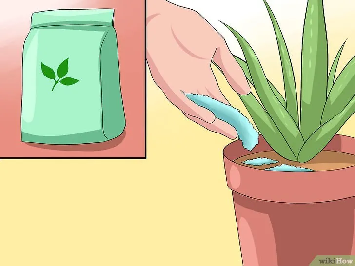 Sử dụng phân bón pha loãng vào mùa phát triển để cung cấp dinh dưỡng thiết yếu cho cây nha đam.