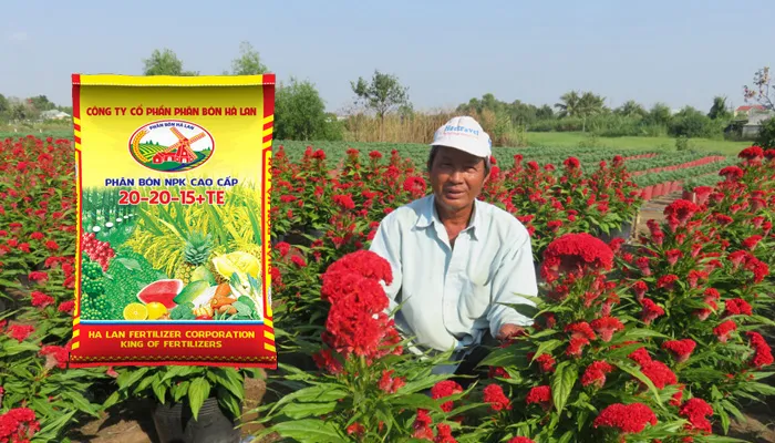 Sử dụng phân NPK 20-20-15 và hữu cơ để bón thúc cho hoa mào gà