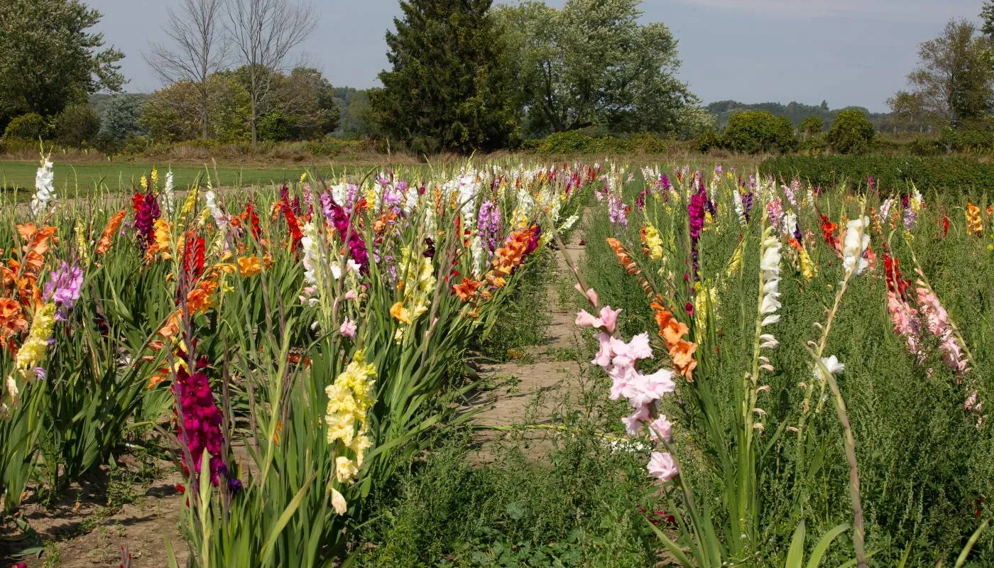 Sử dụng thuốc bảo vệ thực vật để phòng trừ bệnh hại cho cây lay ơn