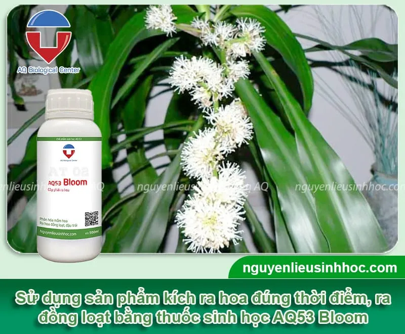 Sử dụng thuốc sinh học AQ53 Bloom để kích thích hoa thiết mộc lan ra đồng loạt, đúng thời điểm và tăng cường sức sống