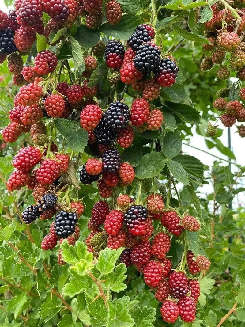 Sử dụng tinh dầu hữu cơ an toàn cho cây trồng để phòng ngừa sâu bệnh