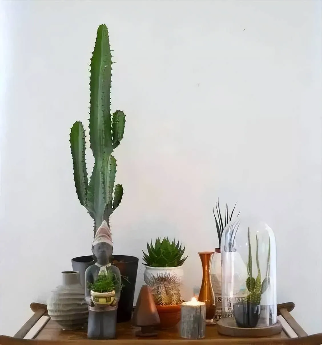 Sự kết hợp giữa cây xương rồng và cây lá to tạo điểm nhấn trên bàn làm việc hiện đại.