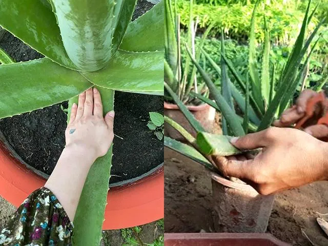 Sự khác biệt giữa nha đam Mỹ và nha đam Việt Nam