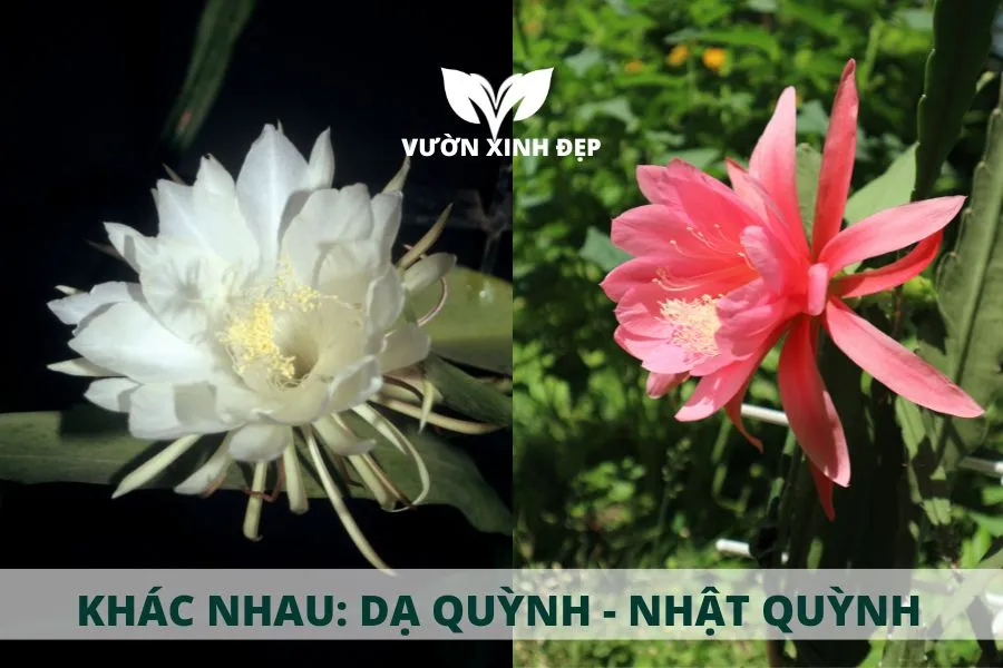 Sự khác nhau cơ bản giữa Hoa Quỳnh (Dạ Quỳnh) và Nhật Quỳnh.