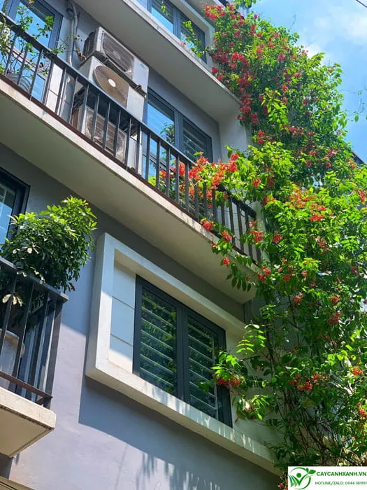 Sử quân tử trồng leo tầng