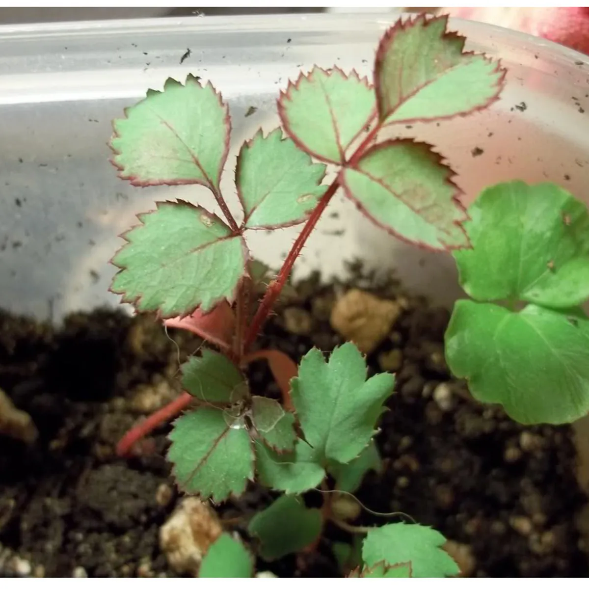 Sự thông thoáng không khí quan trọng cho sự sống sót của hoa hồng