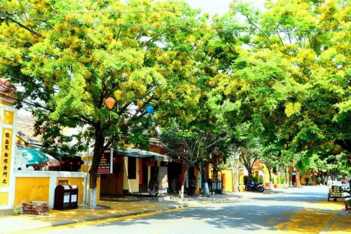 Sưa là loại cây ưa sáng, do đó bạn nên trồng ở vị trí thoáng đãng