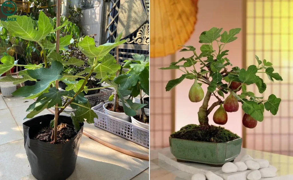 Sung Mỹ trồng trong chậu, cây con đang phát triển khỏe mạnh