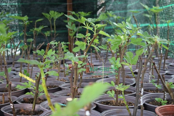 Cách Trồng Hoa Hồng Chiết Cành: Hướng Dẫn Chi Tiết Từ A Đến Z