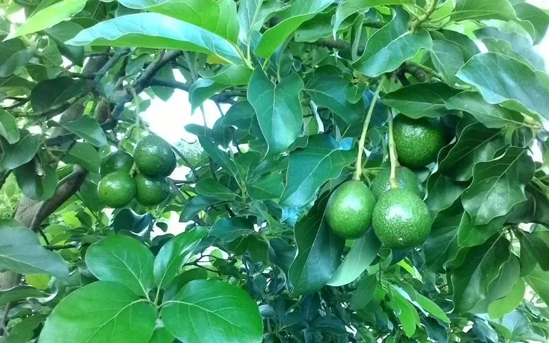 Tác dụng của cây bơ con